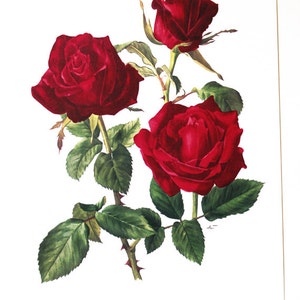 Red rose Botanical art 1962 Vintage Red Roses art Vintage floral print Josephine Bruce French country decor Botanical poster Roses poster