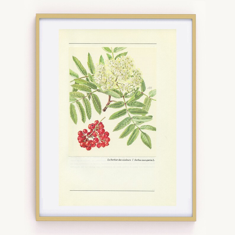 Rowan tree botanical print w/ flower & berries from 1959. Mountain ash Vintage botanical print forest woodland theme home decor Teacher gift image 5