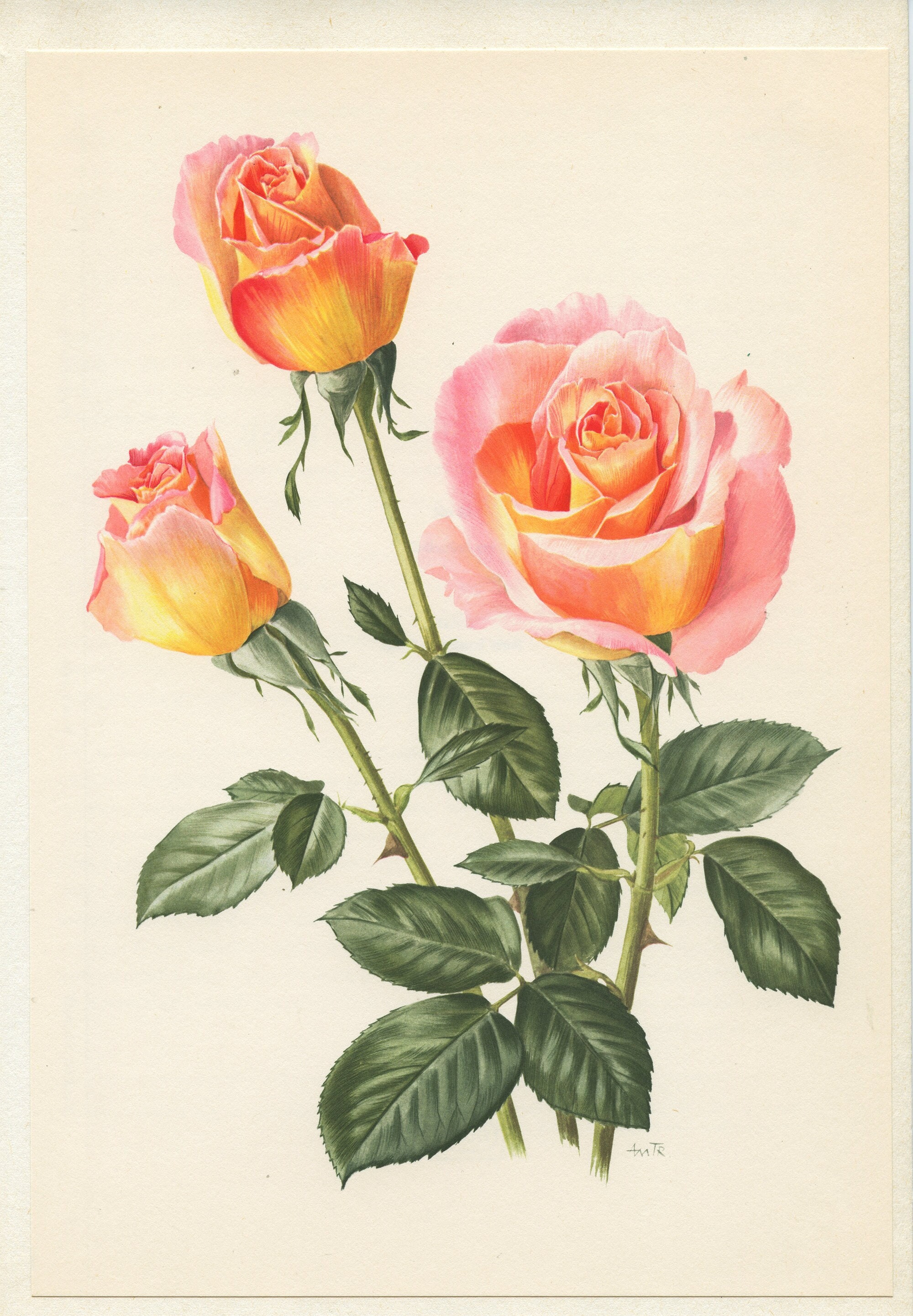Illustration Botanique