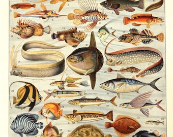 Fish poster 1936 Vintage fish print Vintage kitchen decor Fish decor Fish art Coastal decor Beach art Beach decor fisherman gift