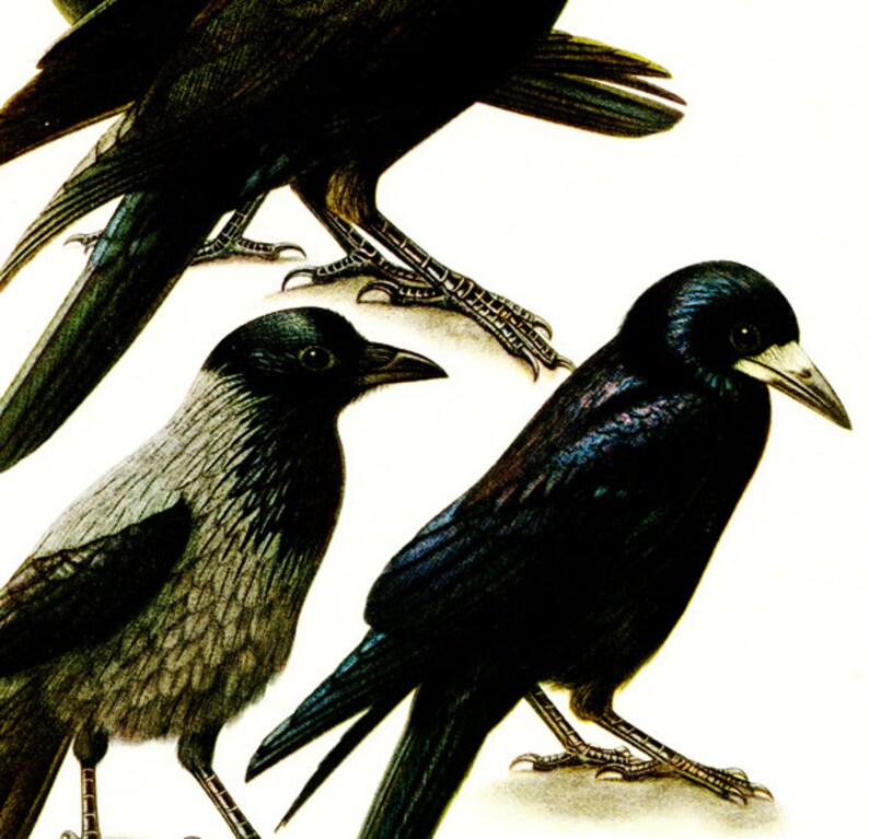 Raven Art Vintage Crow Art Crow Bird Poster Blackbird Print Etsy