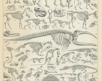1897 Antique skeleton print for Vintage anatomy Biology wall decor. Teacher gifts office decor, Medical poster, gift for men dark academia