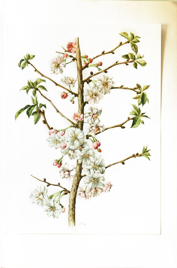 1972 Illustration Botanique Vintage Cerisier Du Japon Poster de Fleurs Déco Décoration Blanches Natu