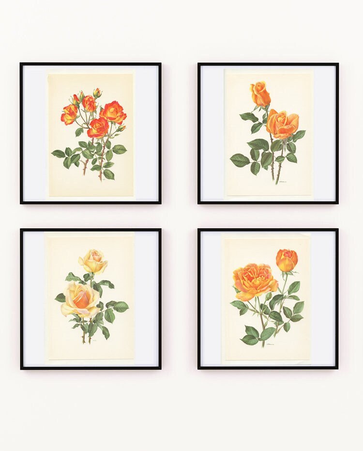 Lot de 4 Affiches Roses Oranges Vintage 1967, Art Botanique, Illustrations Fleurs, Décoration Roses,