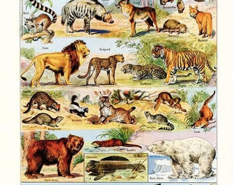 1948 Vintage Animal Art French Wall Wildlife Art. Antique Mammals