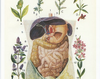 Vintage digestive system anatomy reprint from 1950. Antique medical poster. Medical Wall art gift for medical student doctor Office decor