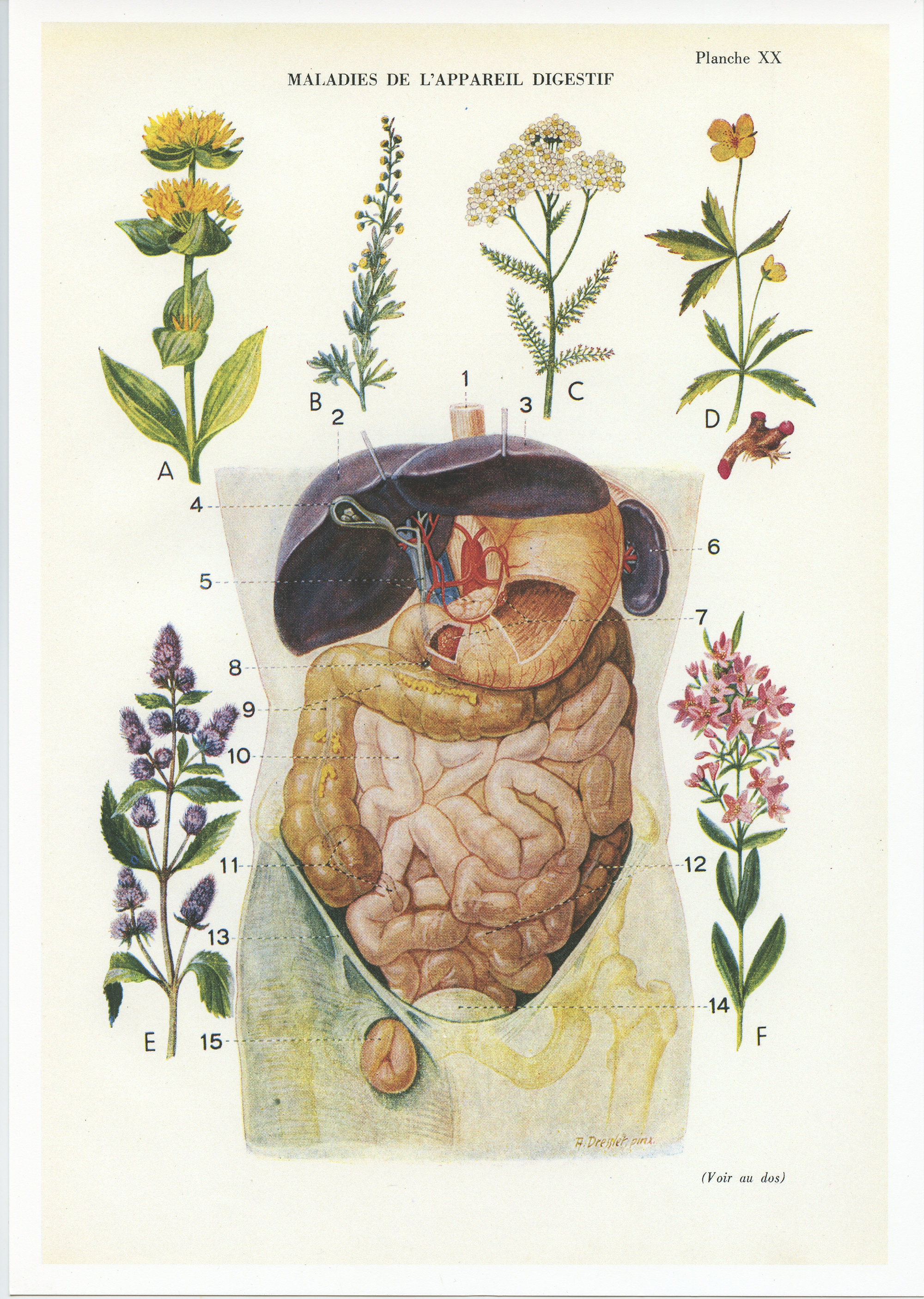 Vintage Digestive System Anatomy Reprint From 1950. Antique Medical ...