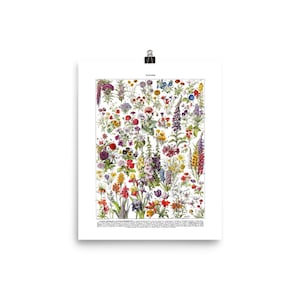 Large Botanical poster of flowers. Vintage Annual flowers print Botanical art for French country decor Classroom decor Botanical decor p1