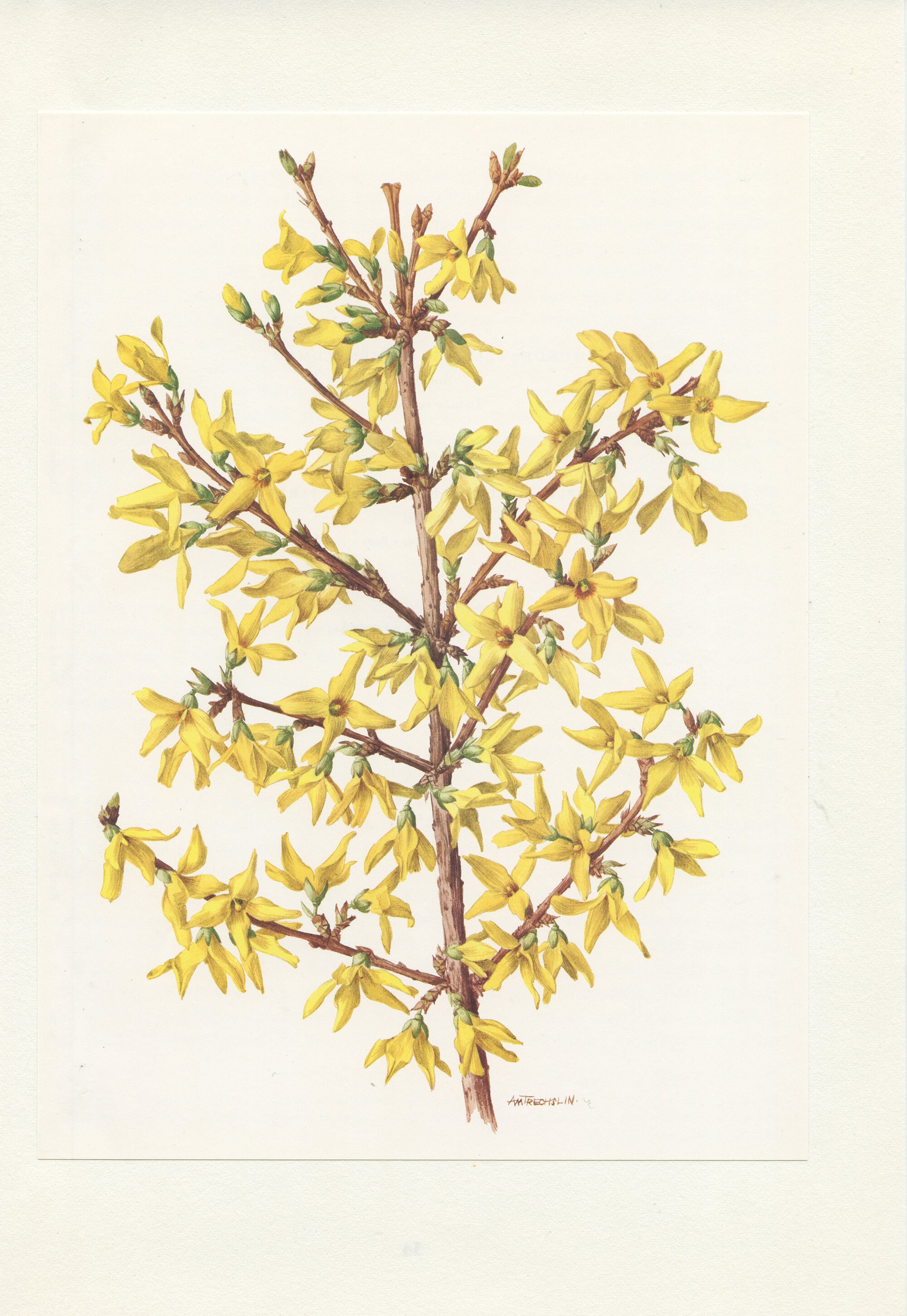 Petite Affiche de Forsythia 1972. Illustration Botanique Vintage. Poster Fleur Jaune. Déco Décoratio