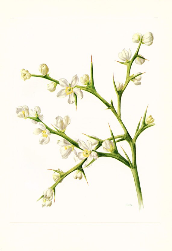 1972 Aquarelle Vintage de Citronnier Art Botanique Poncirus Trifoliata Illustration Épineux Fleurs B