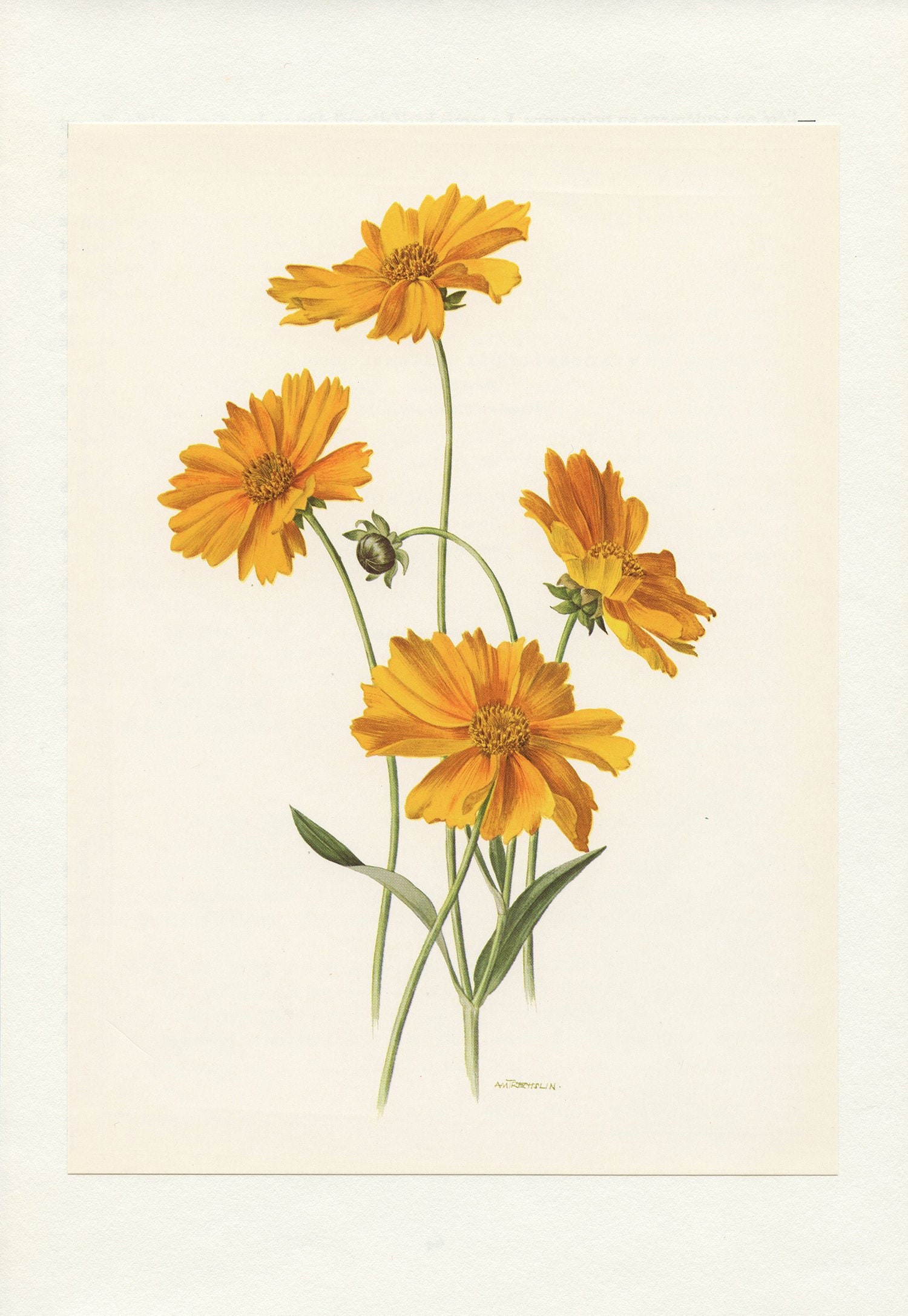 1970 Illustration Botanique de Coréopsis Jaune. Petite Affiche Fleurs. Cadeau Pour Botaniste ou Jard