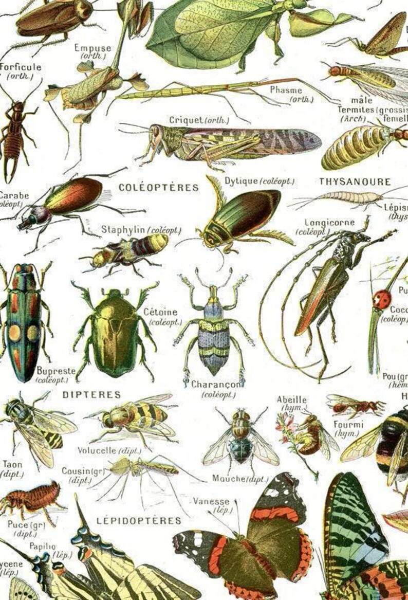 Insect Poster 1948 Vintage Arthropodes Print Vintage French Antique ...
