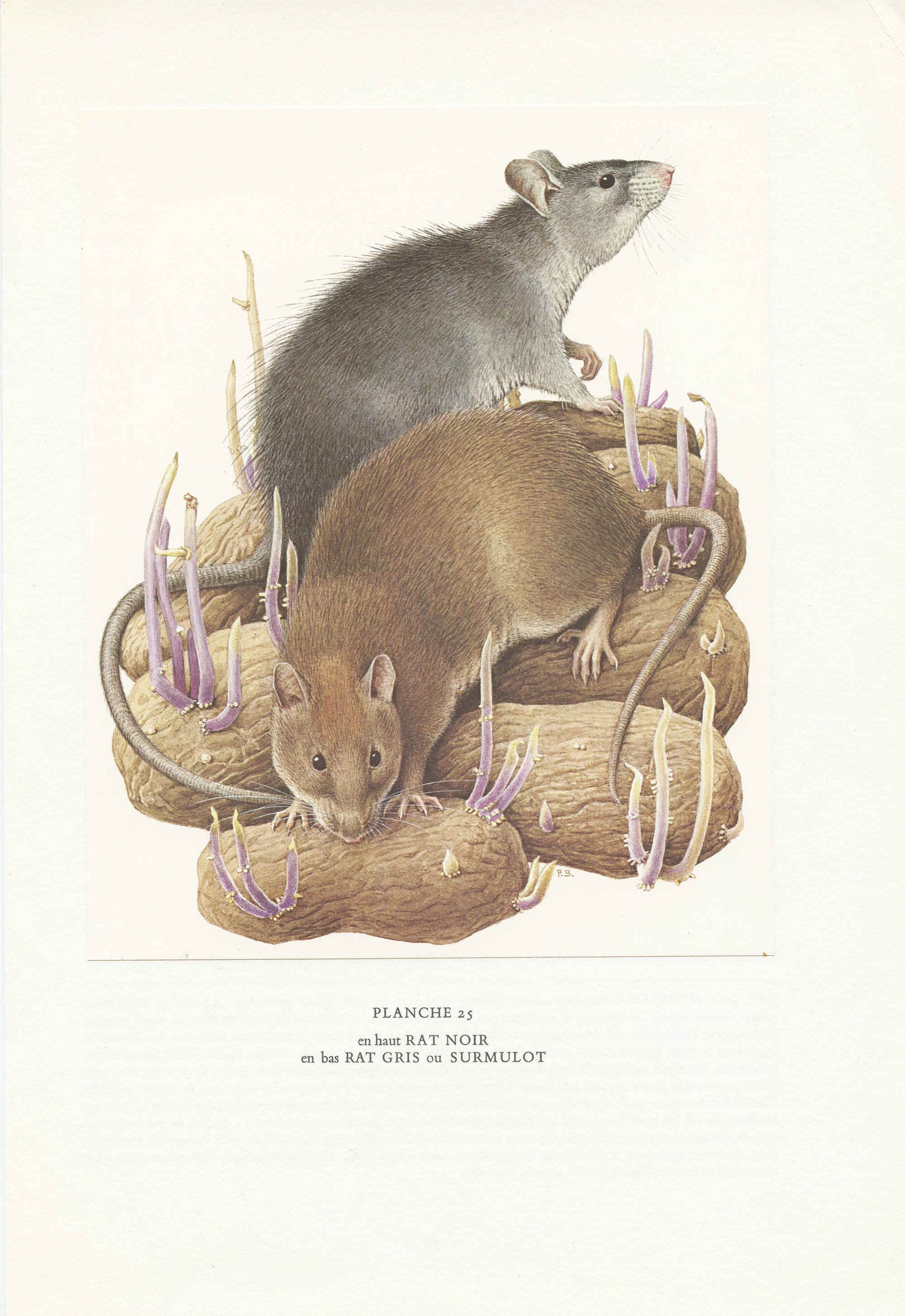 Petite Affiche de Rats Noirs et Gris Vintage 1970. Petit Poster Rongeur. Image Surmulot Cadeau Ronge
