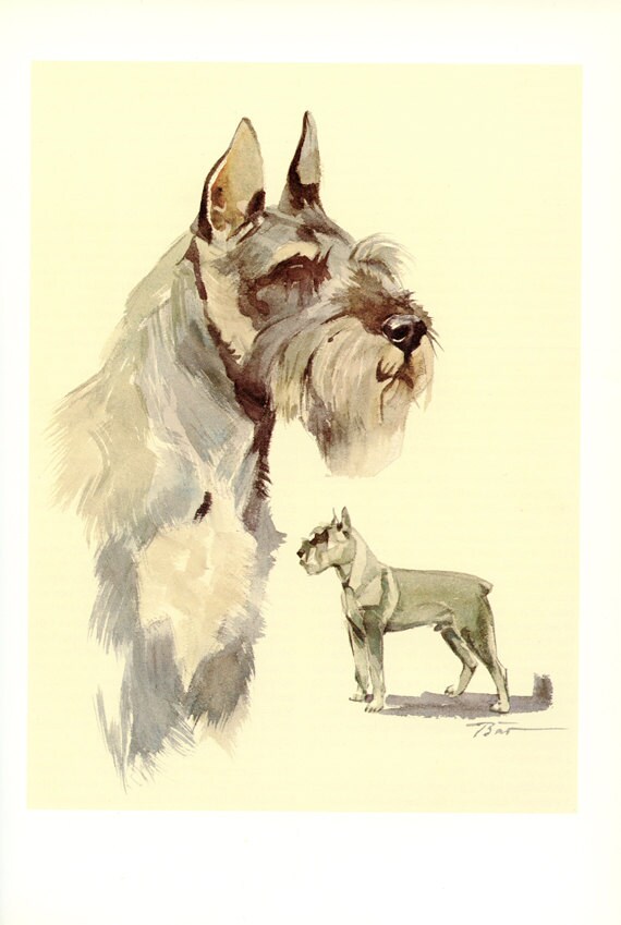 1975 Vintage Illustration de Chien Poster Schnauzer Moyen Cadeau Aquarelle Peinture Schnauzer
