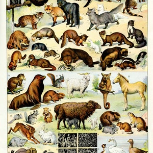 1936 Antique furry animal chart. Animal print for vintage lodge cabin decor. Rustic home decorating ideas. Zoo Country farmhouse
