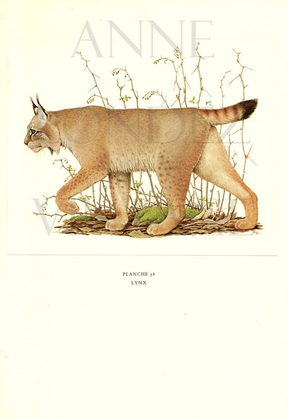 1970 Vintage Illustration de Lynx Vintage Image Ancienne Illustration Animalière Animal Sauvage