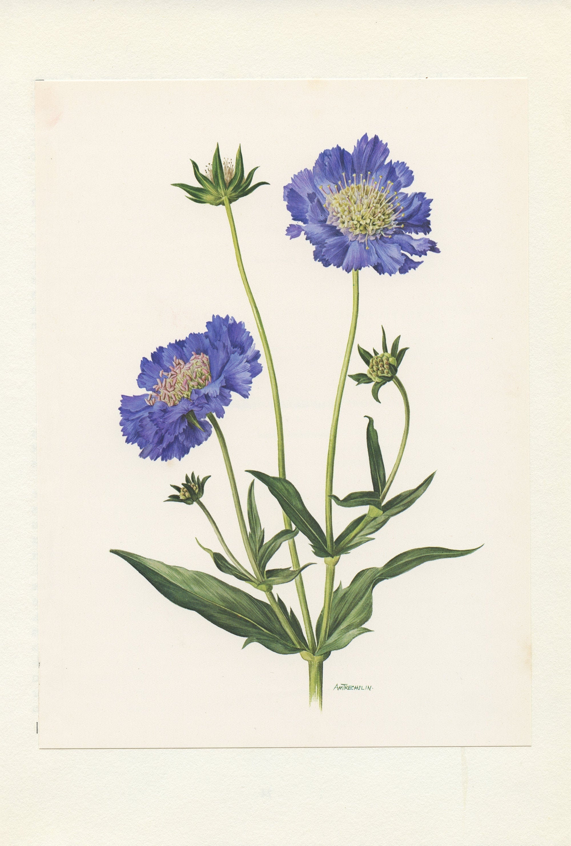 1970 Illustration Botanique de Scabieuse Bleue. Petite Affiche Fleur Cadeau Pour Botaniste ou Jardin