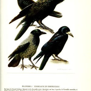 Könnte beinhalten: Eine Vintage-Illustration mit vier Vögeln: Krähen und Raben. Die oberen beiden sind schwarz, mit detaillierten Federstrukturen. Der Vogel unten links hat graues und schwarzes Gefieder, der unten rechts ist schwarz. Der Text ist auf Französisch.
