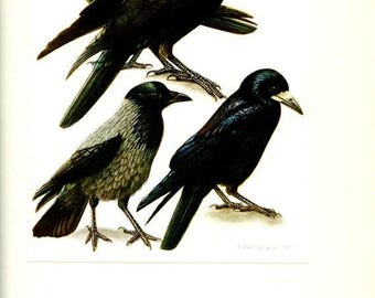 1961 Raven Vintage crow art. Small black corvus bird poster for cottagecore cabincore dark academia home decor.  ornithology Rook art