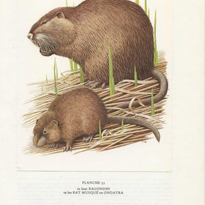 1970 Nutria & muskrat print. Vintage rodent art Pet rat lover gift. Small Ondatra Animal poster. Cute nursery decor memorial. Cottagecore