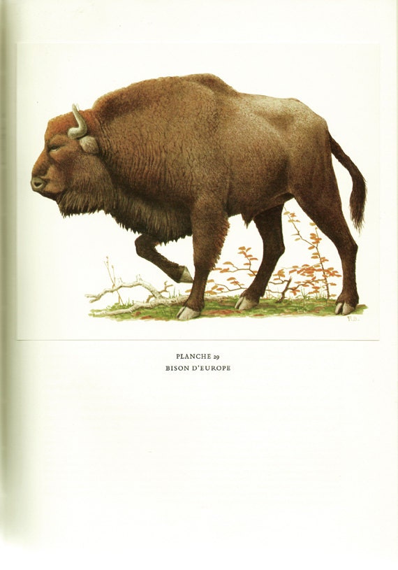 Bison 1970 Illustration Vintage de Bison Image Illustration Animalière Déco Nature Cadeau d'europe M