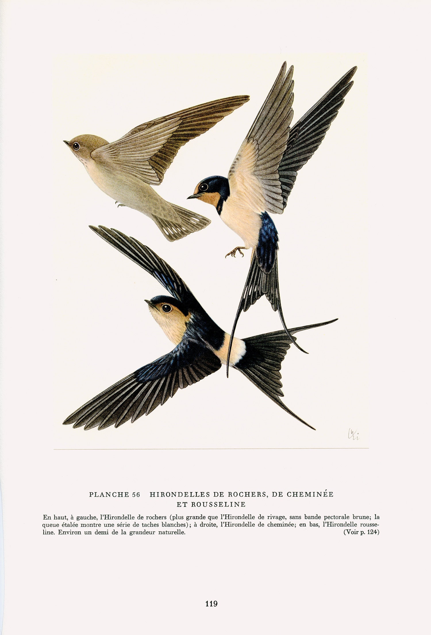 Geais 1961 Illustration d'hirondelles Vintage. Peintures d'oiseaux Déco Oiseaux Hirondelle Des Roche