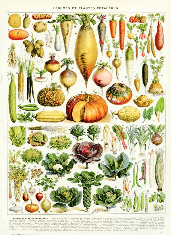 1936 Poster de Légume Vintage Déco Cuisine Illustration d'art Culinaire Page Dictionnaire Art Botani