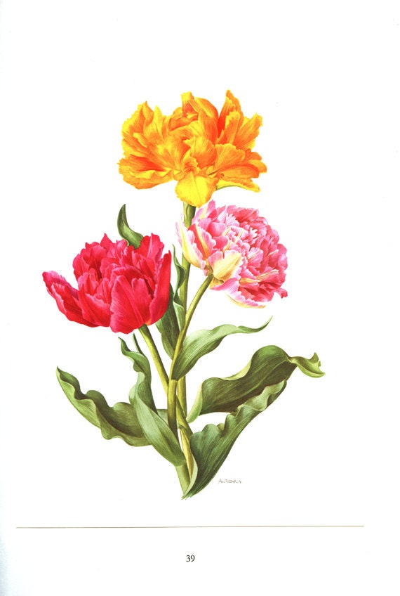 1972 Illustration de Tulipes Vintage Peinture Doubles Tulipe Goya Electra Jaune Illustration Florale