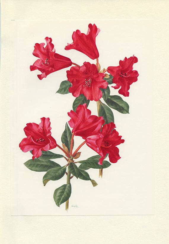 Rhododendron Red Vintage 1972 Illustration de Rhododendron Image Fleurs Rouges Illustration Botaniqu