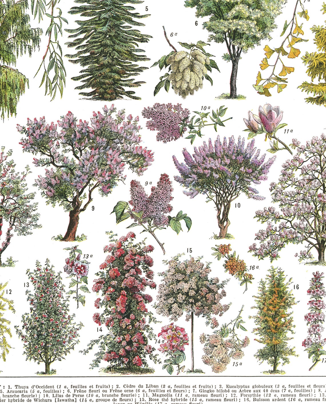 24x36 Large garden tree wall art reprint. Trees Etsy