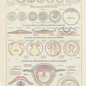 Antique pregnancy human anatomy print from 1938. Vintage medical office decor. Doctor Professor Gift Teacher gifts Biology small poster dorm