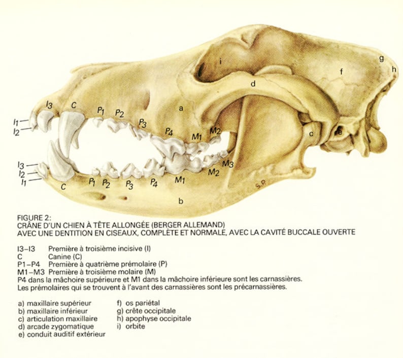Череп собаки схема