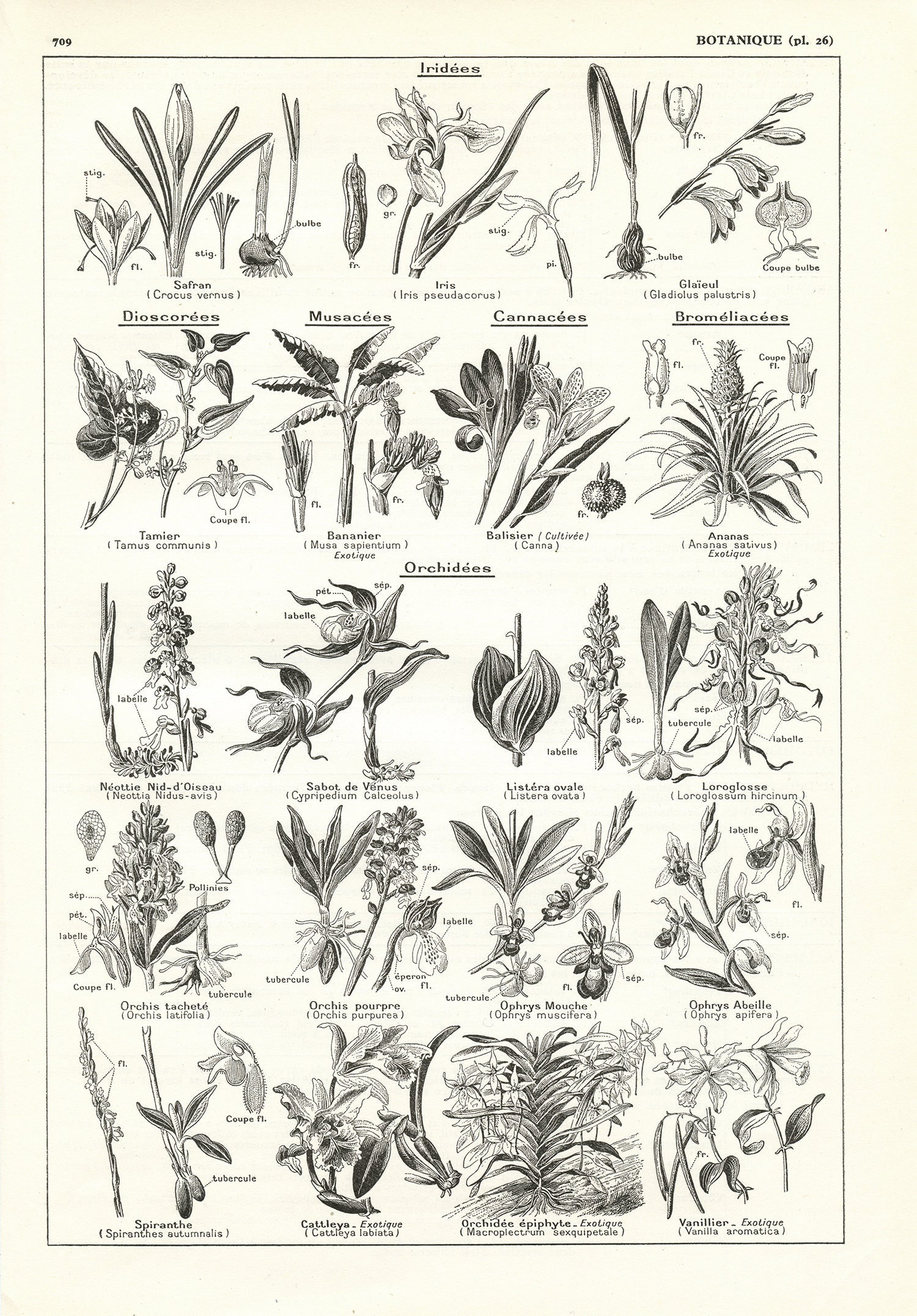 1938 Scientific Botanical Plants Poster. Antique Orchids Botanical