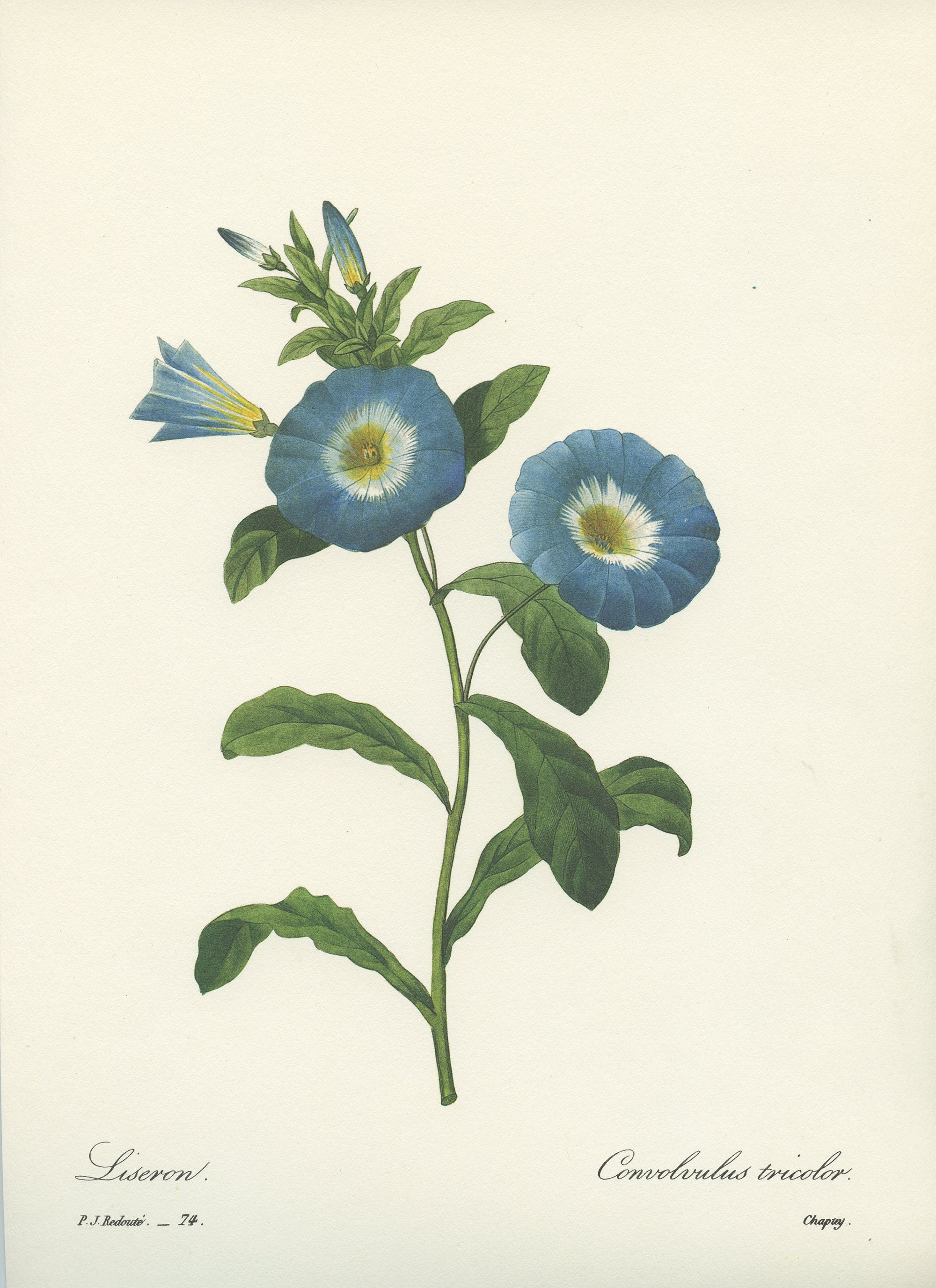 1986 Illustration Botanique de Liseron Bleu Par Pierre-Joseph Redouté. Petite Affiche Plantes Pour D