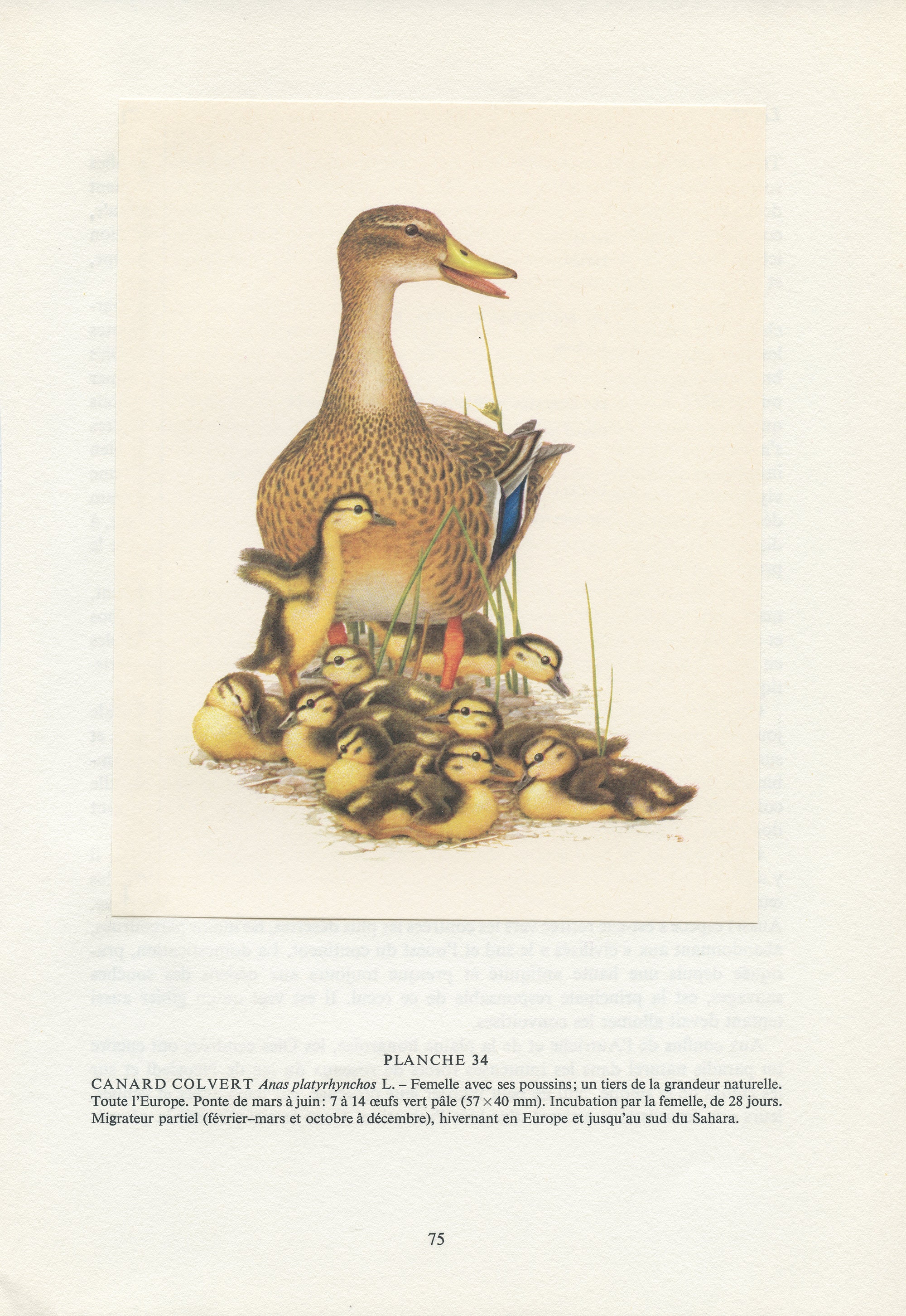 Illustration de Canards avec Canetons 1962. Affiche Colvert Vintage, Cadeau Oiseaux Migrateurs Aquat