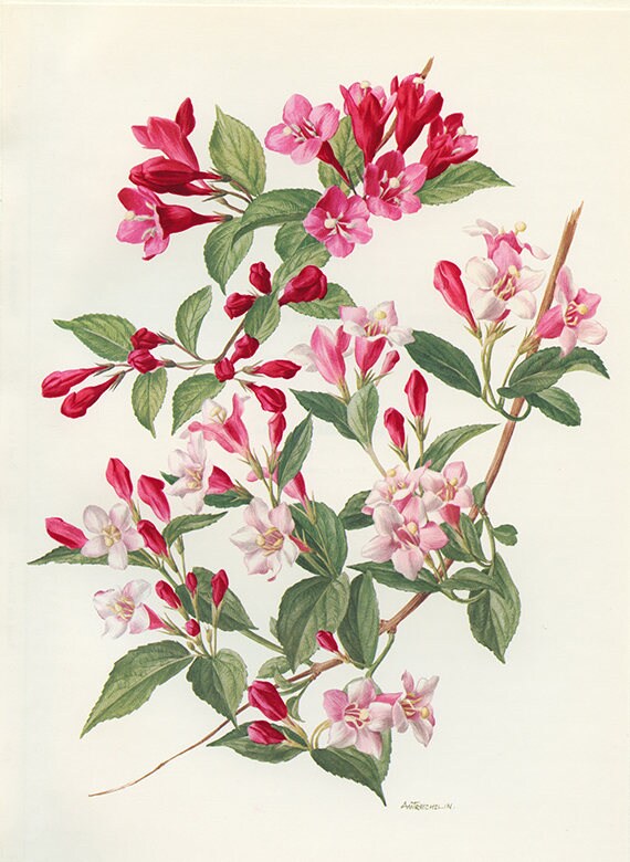 Weigela Vintage 1972 Illustration Fleurs de Weigela Roses Aquarelle Botanique Art Illustration Flora