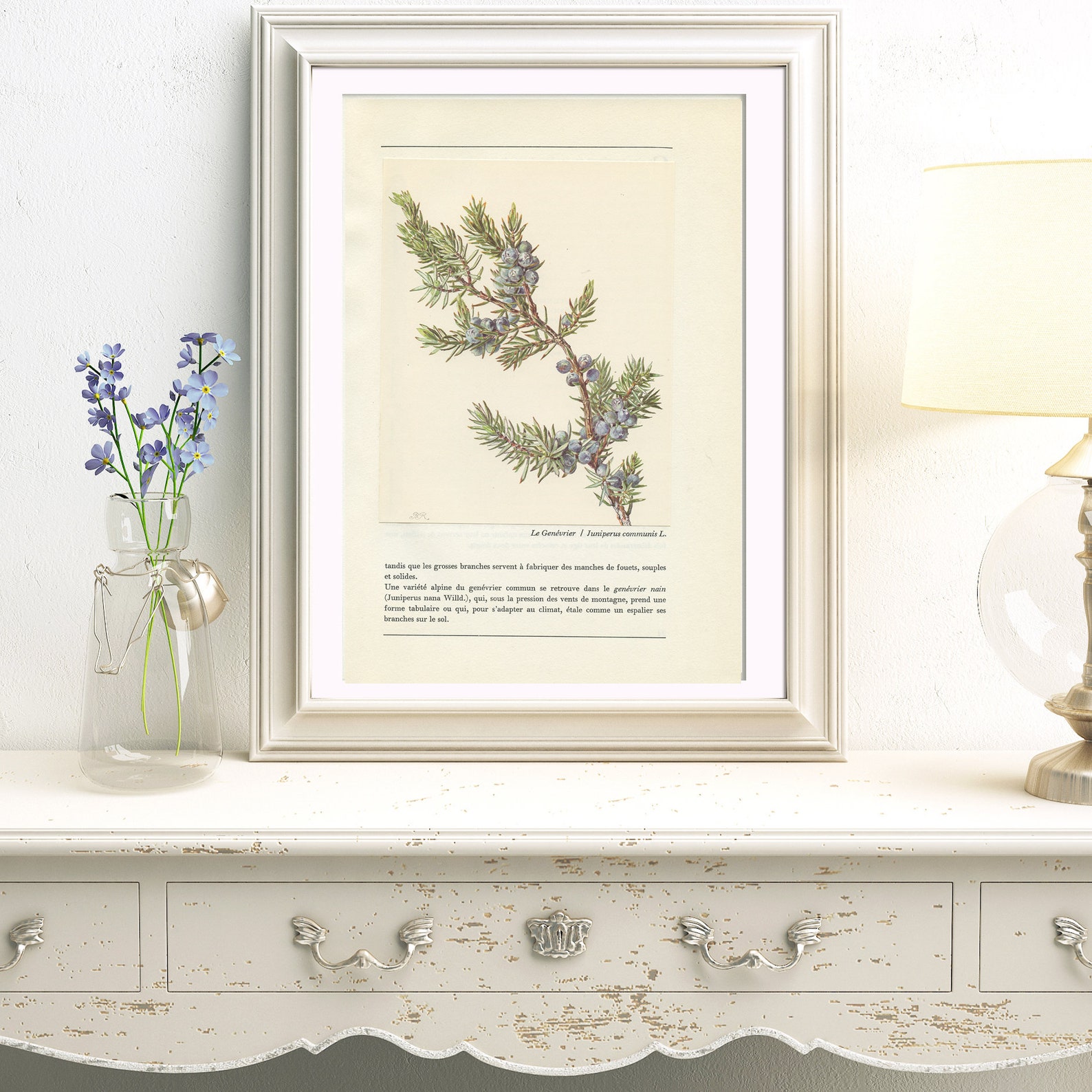 Common Juniper botanical print with berries from 1959. Vintage Etsy