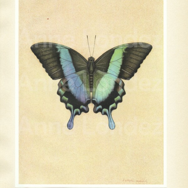 Small vintage butterfly poster, 1950 Papilio Blumei, Blue butterfly art prints, Butterfly print, Butterfly nursery, wall art butterfly gift