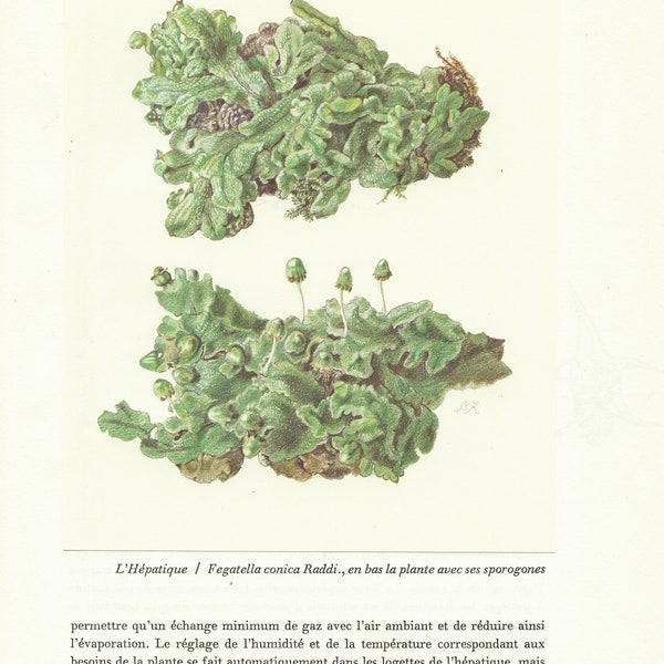 Liverwort Hepatics botanical print 1959 Fegatella conica Raddi Vintage forest woodland theme home decor. Teacher gift. Nature plants