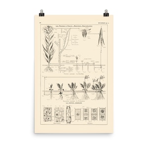 Large plant poster for antique botanical natural science wall decor. Gift for botanist gift botany teacher office decor
