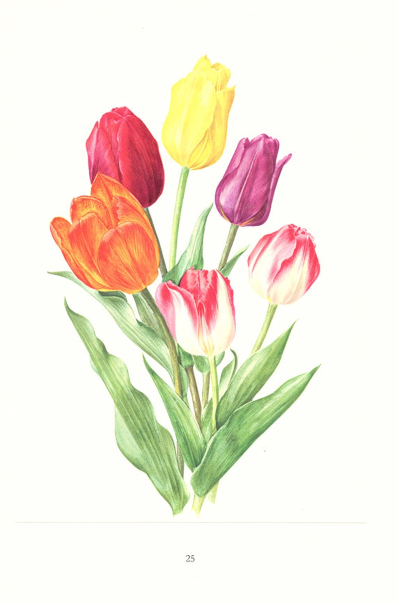 Set of 2 Tulip Botanical Prints From 1964. Vintage Tulips Etsy