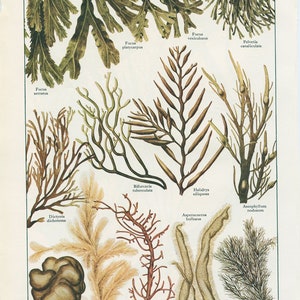 1938 algae plant poster. Small Antique Botanical poster Natural science Classroom decor Gift for botanist gift Botanics Office decor Sea art