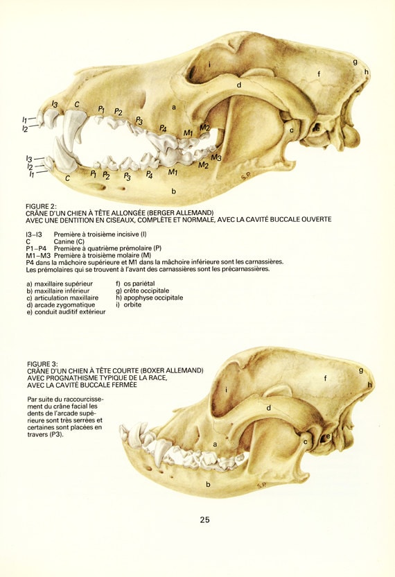 1975 Vintage Illustration d'anatomie Du Chien Poster de Crâne Cadeau Pour Vétérinaire Squelette Tête