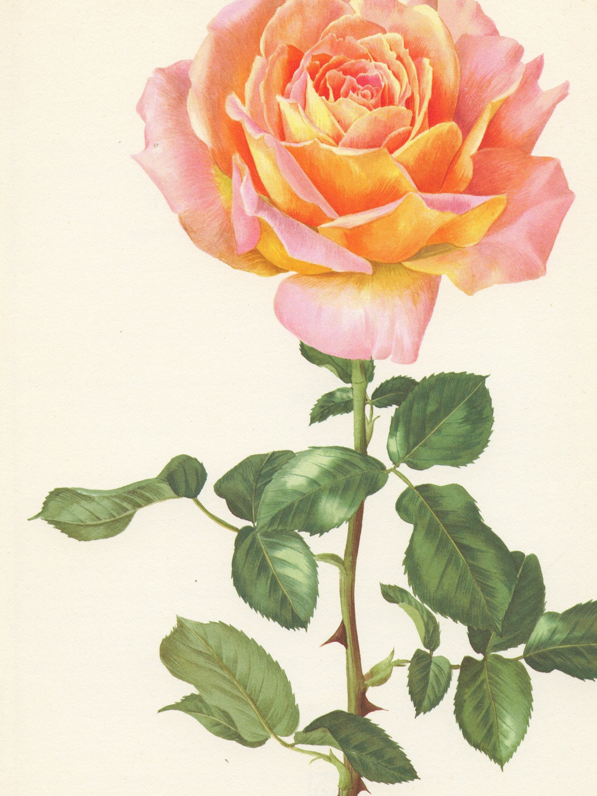 1962 Poster de Rose Jaune Vintage Illustration Florale. Rose Banco Saumon. Art Botanique Peinture Ja