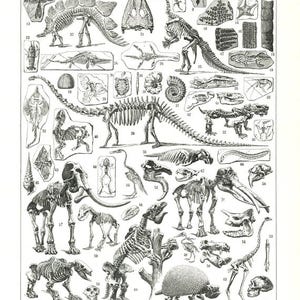 A4/Letter Printable Paleontology print 1948 vintage skeleton art Digital download Fossils poster printable skull digital collage sheet