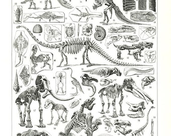 A4/Letter Printable Paleontology print 1948 vintage skeleton art Digital download Fossils poster printable skull digital collage sheet