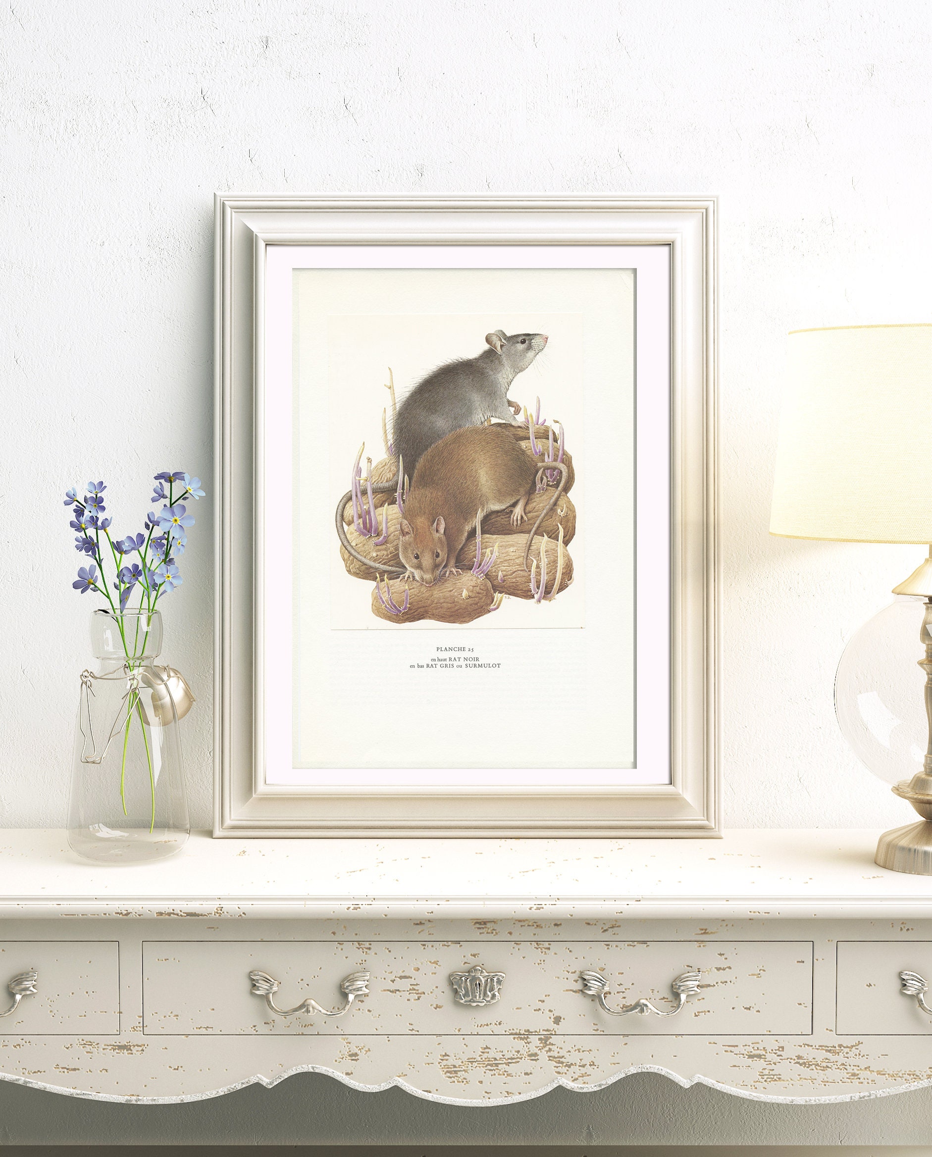 Black & Brown Rat Print From 1970. Vintage Rodent Art Pet Rat Lover ...