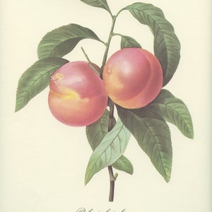 Smooth Peach tree Redouté botanical print. 1986 Vintage botanical art. Fruit poster. Kitchen decor French country decor. Fruit print gifts