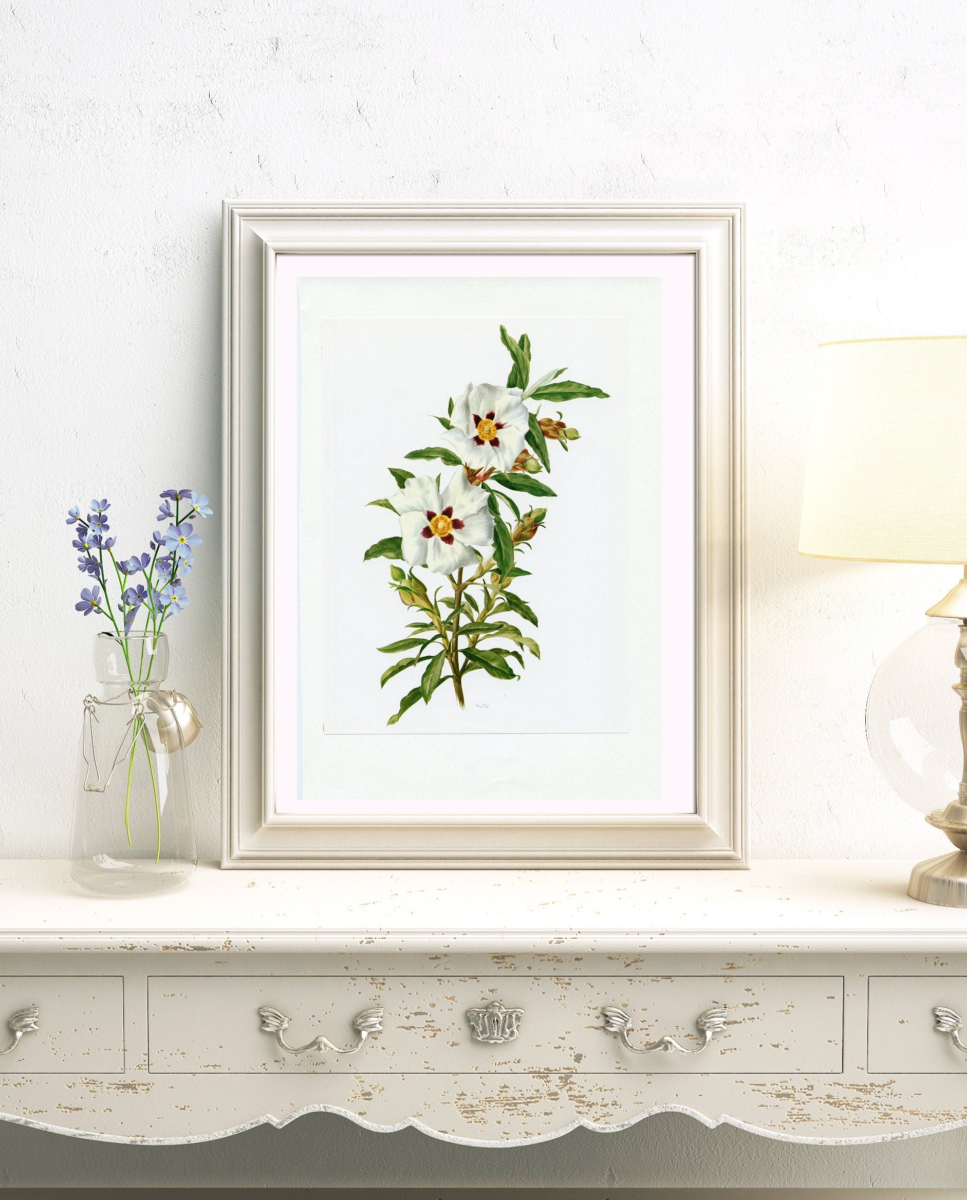 Cistus Ladaniferus 1972 Aquarelle Vintage de Ciste Blanc. Art Botanique Illustration Fleurs Blanches