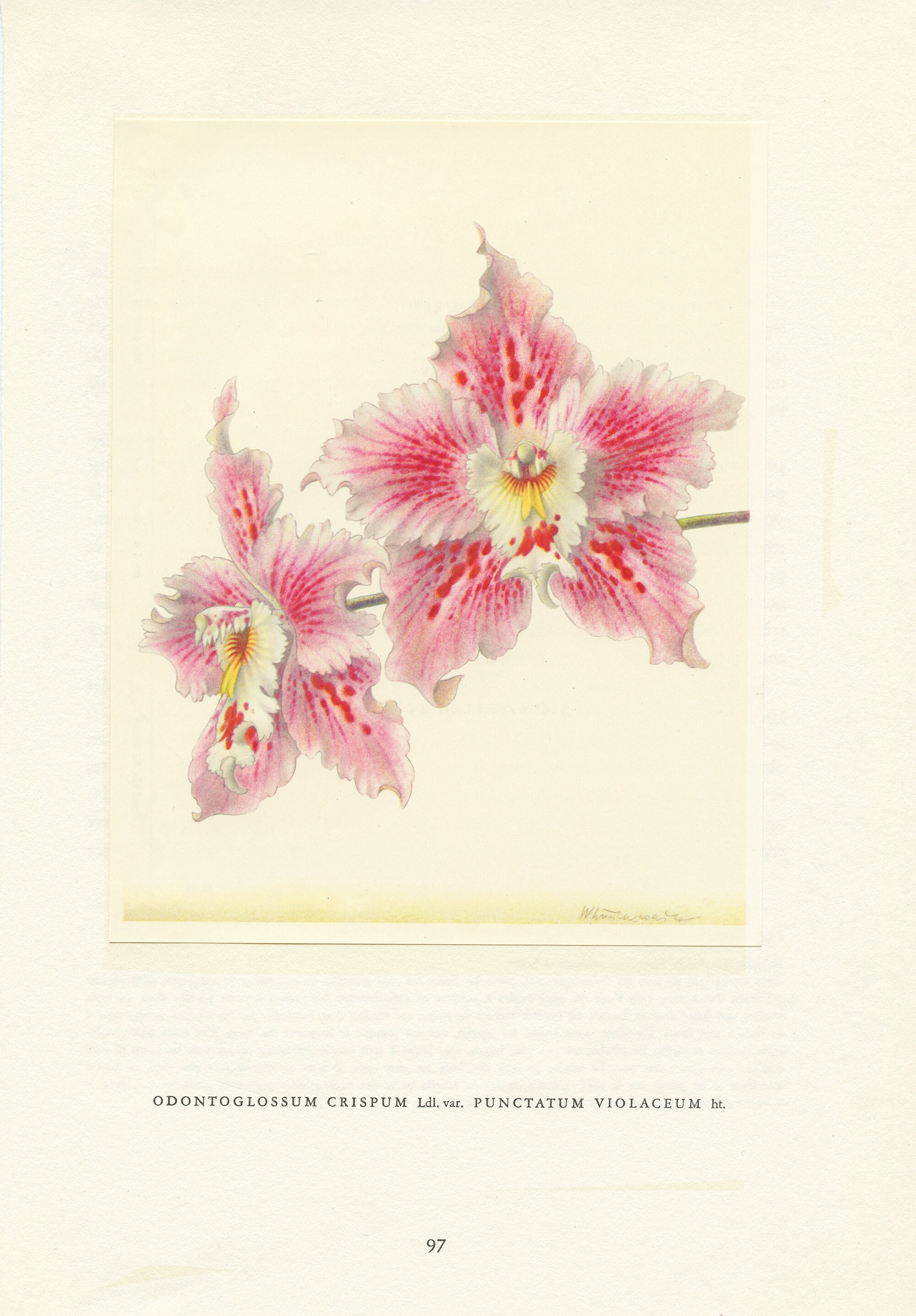 1953 Illustration d'orchidée Rose Odontoglossum Crispum Pour Décoration Florale. Cadeau Collectionne